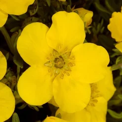 Potentille Goldfinger - Fleurs jaunes tout l'été