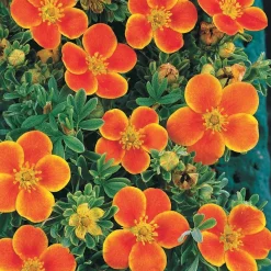 Potentille Hopley's Orange - 6 mois de fleurs orangées