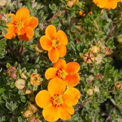 Potentille Hopley's Orange - 6 mois de fleurs orangées