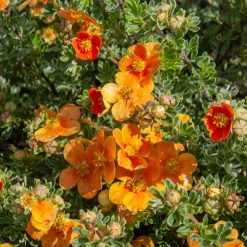 Potentille Hopley's Orange - 6 mois de fleurs orangées