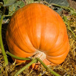 Potiron Atlantic Giant - Le géant du potager