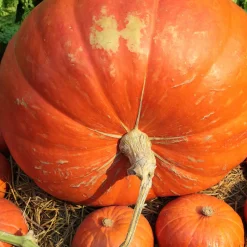 Potiron Atlantic Giant - Le géant du potager
