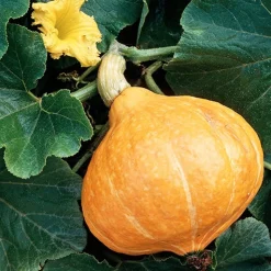 Potiron Potimarron - Le goût de châtaigne au potager