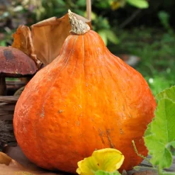 Potiron Potimarron - Le goût de châtaigne au potager