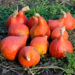 Potiron Uchiki Kuri Bio - Récolte sucrée dès l'automne
