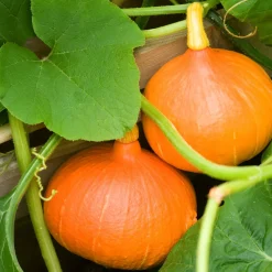 Potiron Uchiki Kuri Bio - Récolte sucrée dès l'automne