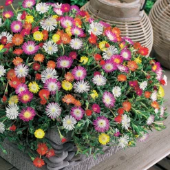 3 Pourpiers de Cooper en mélange - Un tapis fleuri tout l'été