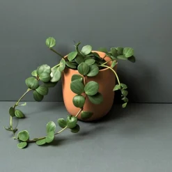 Pépéromia ' Hope' à feuilles rondes - La cascade verte facile