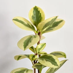 Pépéromie Obtipan Bicolor - Feuillage bicolore déco