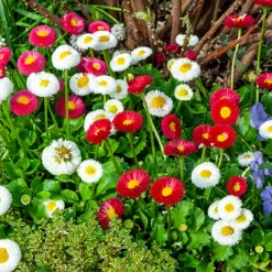 2 Pâquerettes en mélange - Le charme des prés chez vous