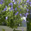 Primevère du Cap - Des fleurs bleues tout l'été
