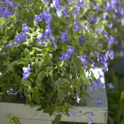 Primevère du Cap - Des fleurs bleues tout l'été