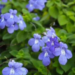 Primevère du Cap - Des fleurs bleues tout l'été
