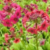 Primevère du Japon Millers Crimson - Le rouge qui aime l'humidité