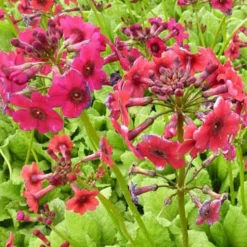 Primevère du Japon Millers Crimson - Le rouge qui aime l'humidité
