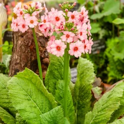 Primevère japonaise Apple Blossom - Le charme des berges fleuries