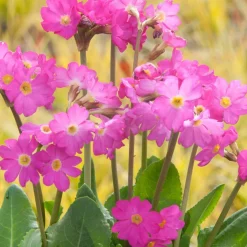 Primevère rose - Le rose des berges au printemps
