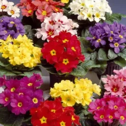 Primevères Colossea à grosses fleurs en mélange - Le printemps en couleurs