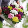 3 Primevères Double Princess en mélange - Fleurs doubles dès l'hiver