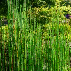 Prêle du Japon - L'esprit zen en un geste