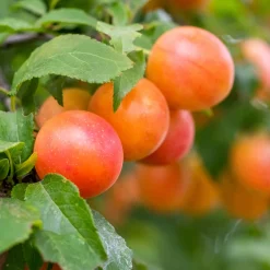 Prunier Aprimira - Prune et abricot en un arbre
