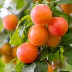 Prunier Aprimira - Prune et abricot en un arbre