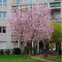 Prunier à fleurs - Feuillage pourpre tout l'été