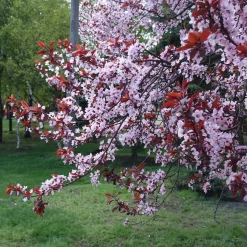 Prunier à fleurs - Feuillage pourpre tout l'été
