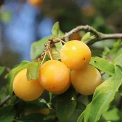 Prunier Mirabelle de Nancy - Des mirabelles maison sans effort