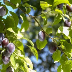 Prunier Quetsche d'Alsace - Des quetsches maison chaque été