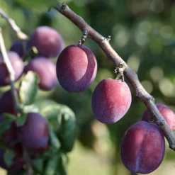 Prunier Reine Claude d'Althan - Des prunes juteuses sans effort