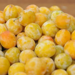 Prunier Reine-Claude d’Oullins - Des prunes dorées sans effort