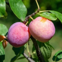 Prunier Victoria - Des prunes sucrées sans effort