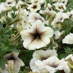 Pétunia à cœur marron - Un balcon fleuri sans effort