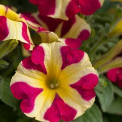 3 Pétunias Amore Reine des cœurs - Des cœurs jaunes en cascade