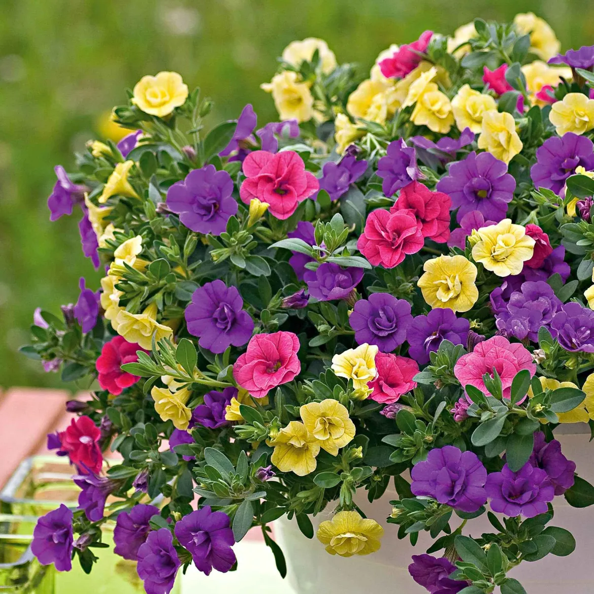 3 Pétunias à clochettes doubles en mélange - Cascade de fleurs tout l'été