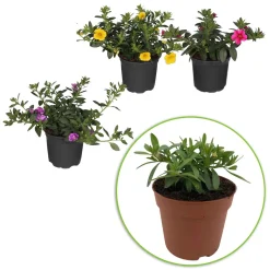 3 Pétunias à clochettes doubles en mélange - Cascade de fleurs tout l'été