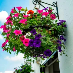 3 Pétunias des Alpes en mélange - Cascade de fleurs tout l'été