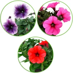 3 Pétunias des Alpes en mélange - Cascade de fleurs tout l'été