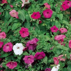 Pétunias à fleurs Balcony en mélange - Balcon fleuri tout l'été