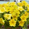 3 Pétunias géants jaunes - Des fleurs jaunes XXL tout l'été
