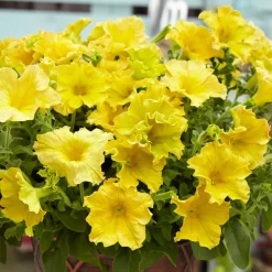 3 Pétunias géants jaunes - Des fleurs jaunes XXL tout l'été