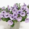 3 Pétunias Lavender Sky - Cascade violette tout l'été