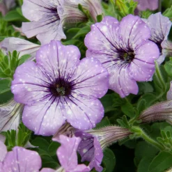 3 Pétunias Lavender Sky - Cascade violette tout l'été