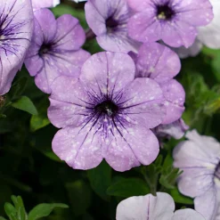 3 Pétunias Lavender Sky - Cascade violette tout l'été