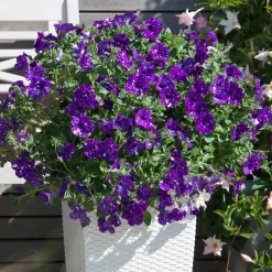 3 Pétunias mouchetés Nuit étoilée - La fleur ciel étoilé
