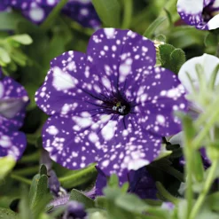 3 Pétunias mouchetés Nuit étoilée - La fleur ciel étoilé