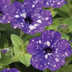 3 Pétunias mouchetés Nuit étoilée - La fleur ciel étoilé