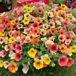 3 Pétunias retombants jaunes roses - Cascade de couleurs assurée
