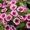 3 Pétunias retombants roses - Cascade de fleurs roses